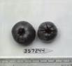 Click for 1 image(s) for this accession. FRUIT